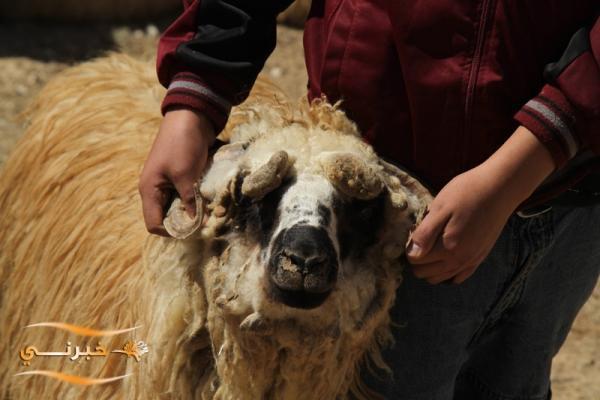 الأردن.. مهرجان للأغنام والماعز المرخصة الأسبوع المقبل