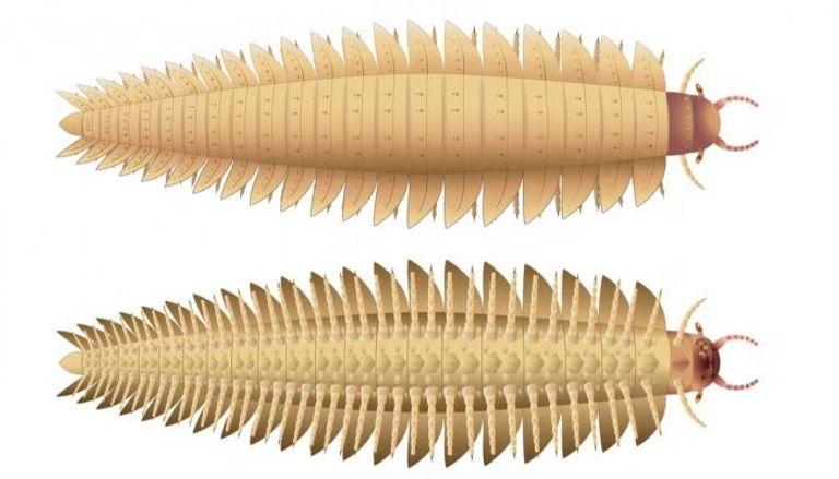 تحديد ملامح أكبر حشرة زحفت على وجه الأرض