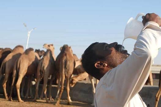 تعرف علي فوائد حليب الناقة على الريق وأهميتها