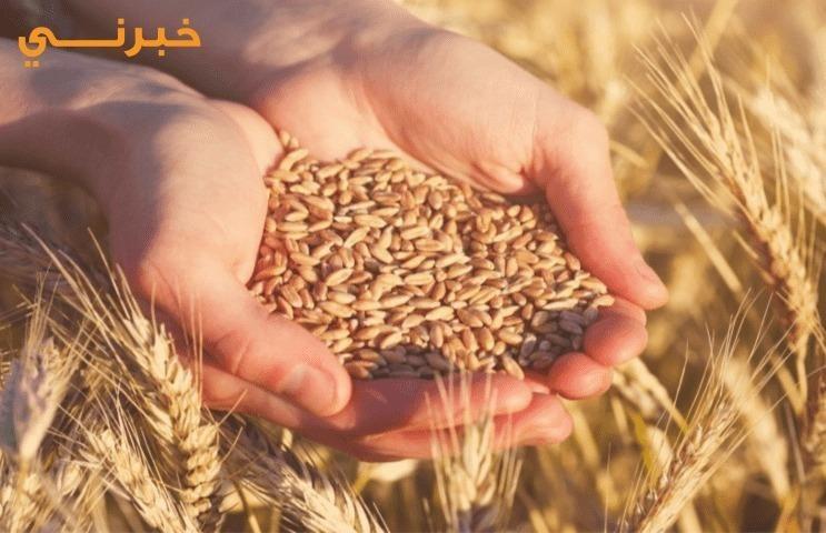 الأردن.. عطاء لشراء كميات من القمح