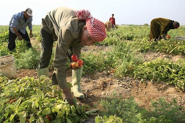 الإقراض الزراعي: 2.9 مليون إجمالي قروض المزارعين في إربد